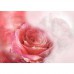 CAROL CAVALARIS COLLECTION Heart of a Rose